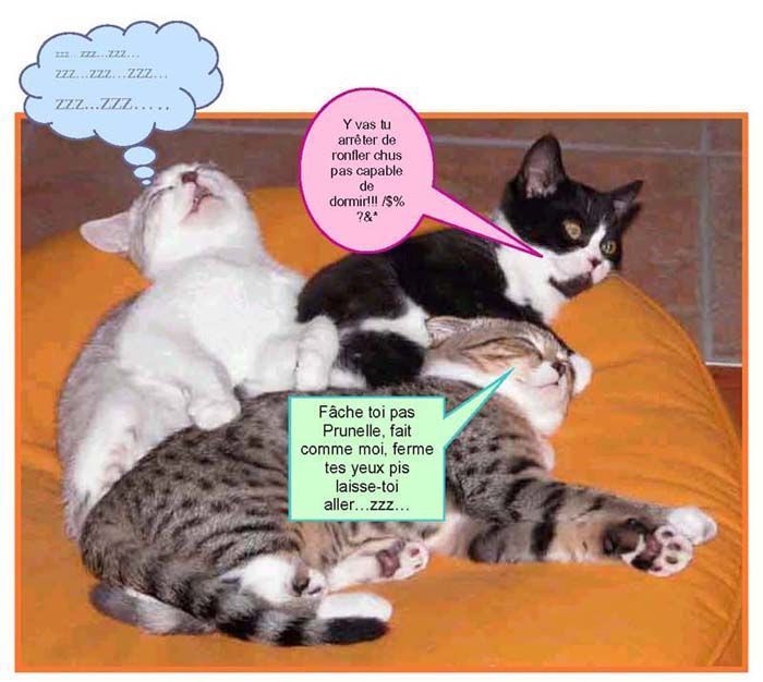 Coloriage De Tom Le Chat Qui Parle